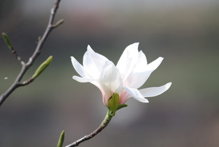 玉兰花入菜芳香扑鼻