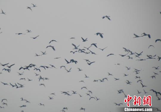 首批珍贵白鹤飞抵鄱阳湖江西将迎“候鸟天堂”美景